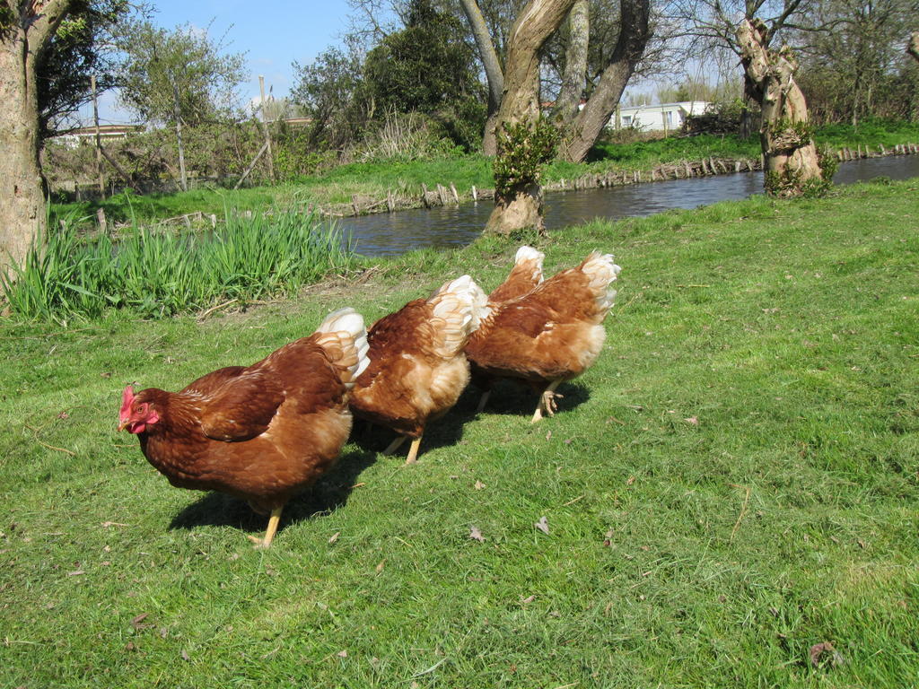 Bed&Brood De Straverdonk Graft ภายนอก รูปภาพ